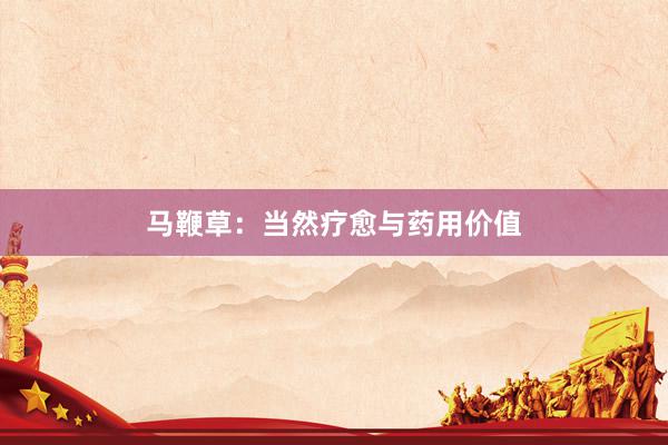 马鞭草：当然疗愈与药用价值